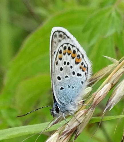 Réf. 207 062 : Plebejus argus